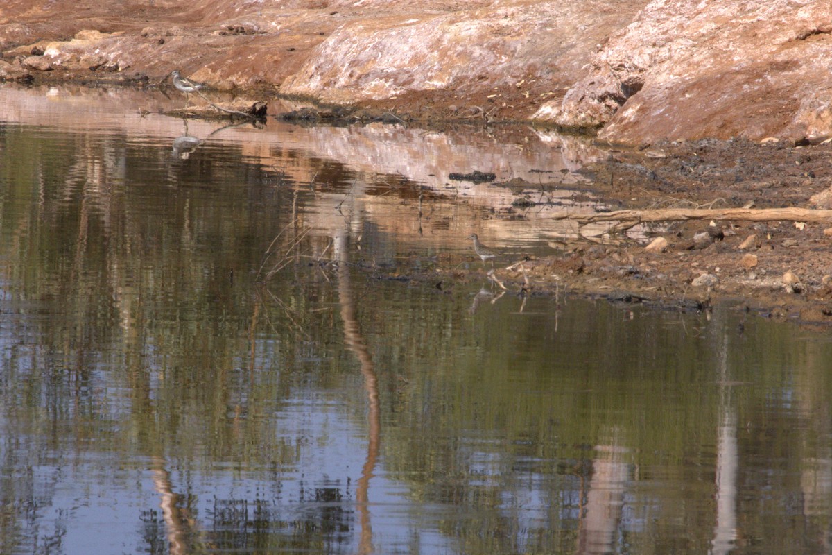 Long-toed Stint - ML646682498