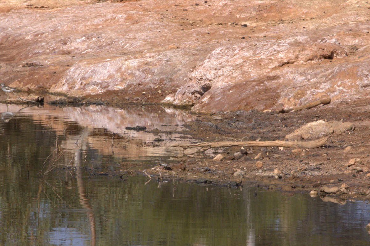 Long-toed Stint - ML646682499