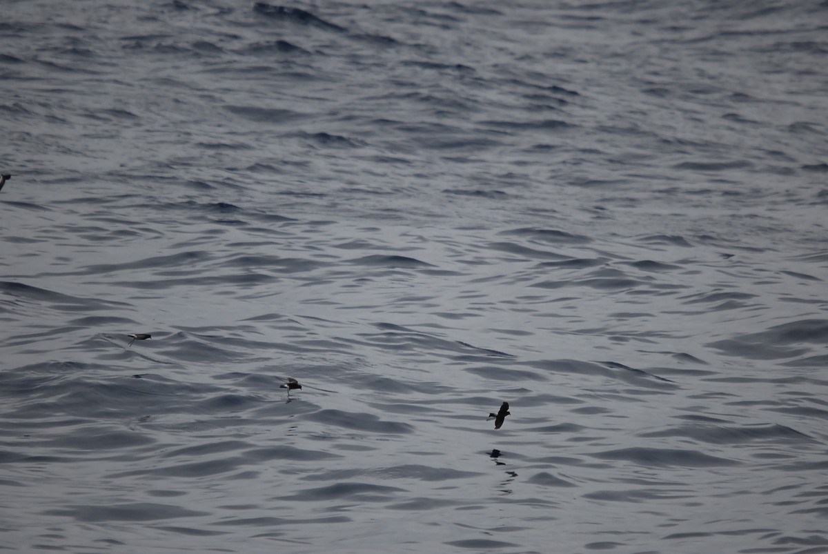 Wilson's Storm-Petrel - ML646682500