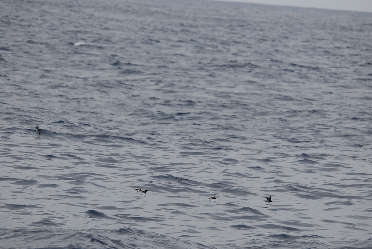 Wilson's Storm-Petrel - ML646682501
