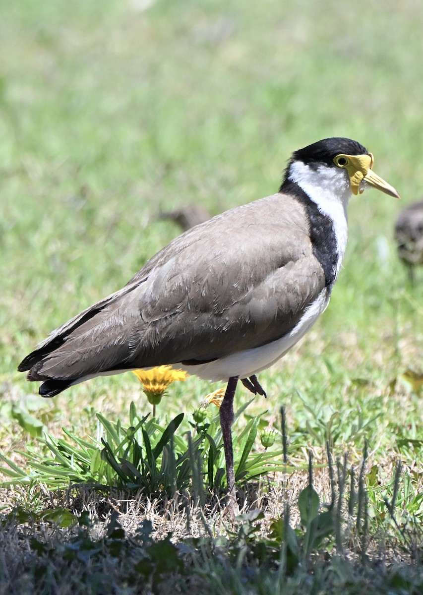 Чайка білошия (підвид novaehollandiae) - ML646682502