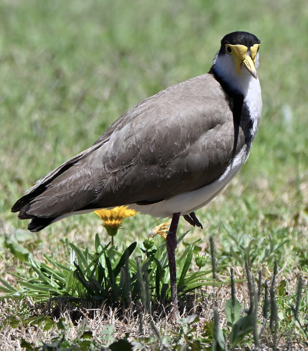 Чайка білошия (підвид novaehollandiae) - ML646682503