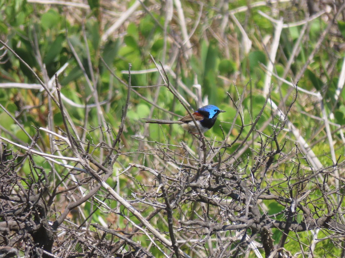 Variegated Fairywren - ML646682504