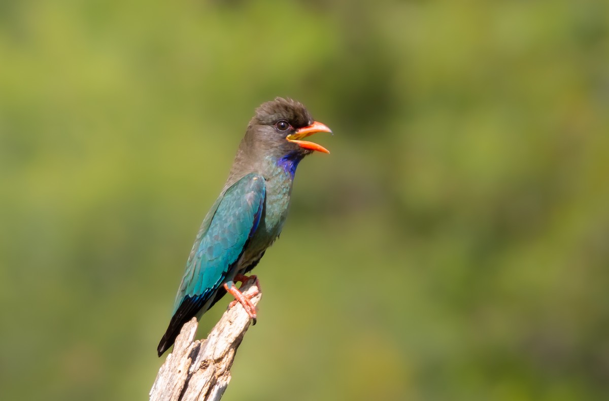 Dollarbird - ML646682508