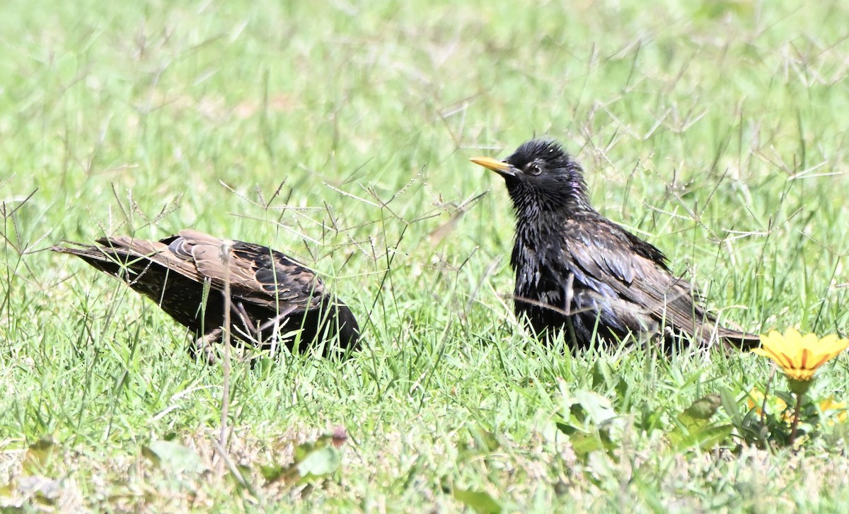 Шпак звичайний - ML646682510