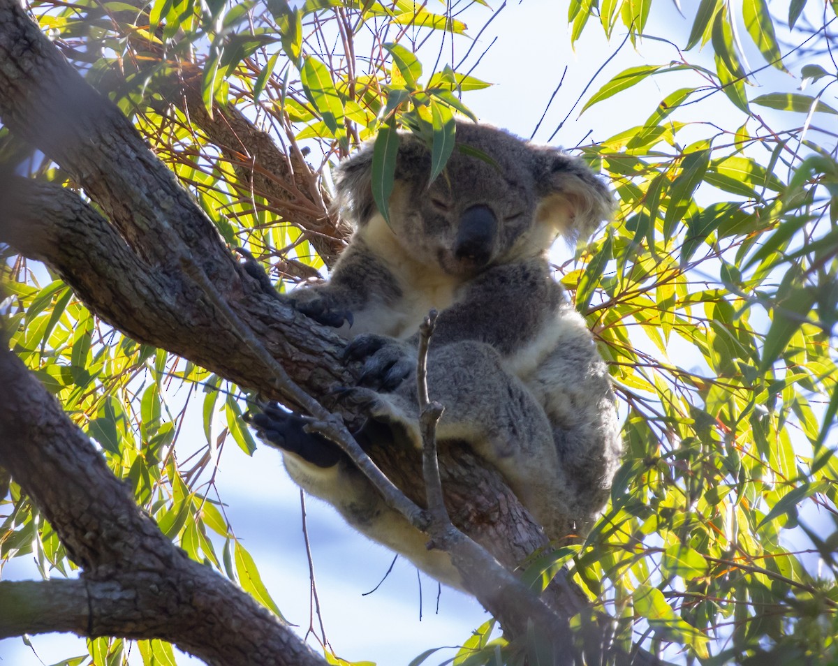 Animals - ML646682512