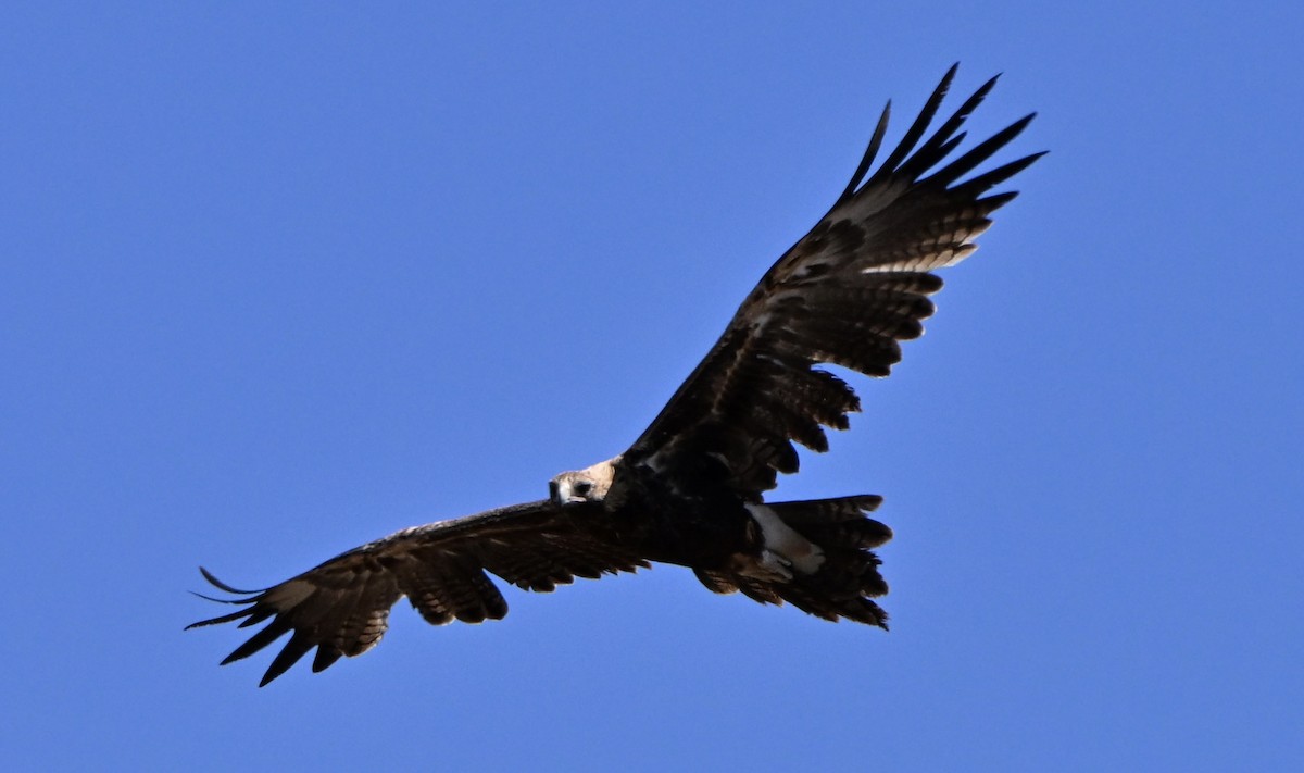 Орел австралійський - ML646682517