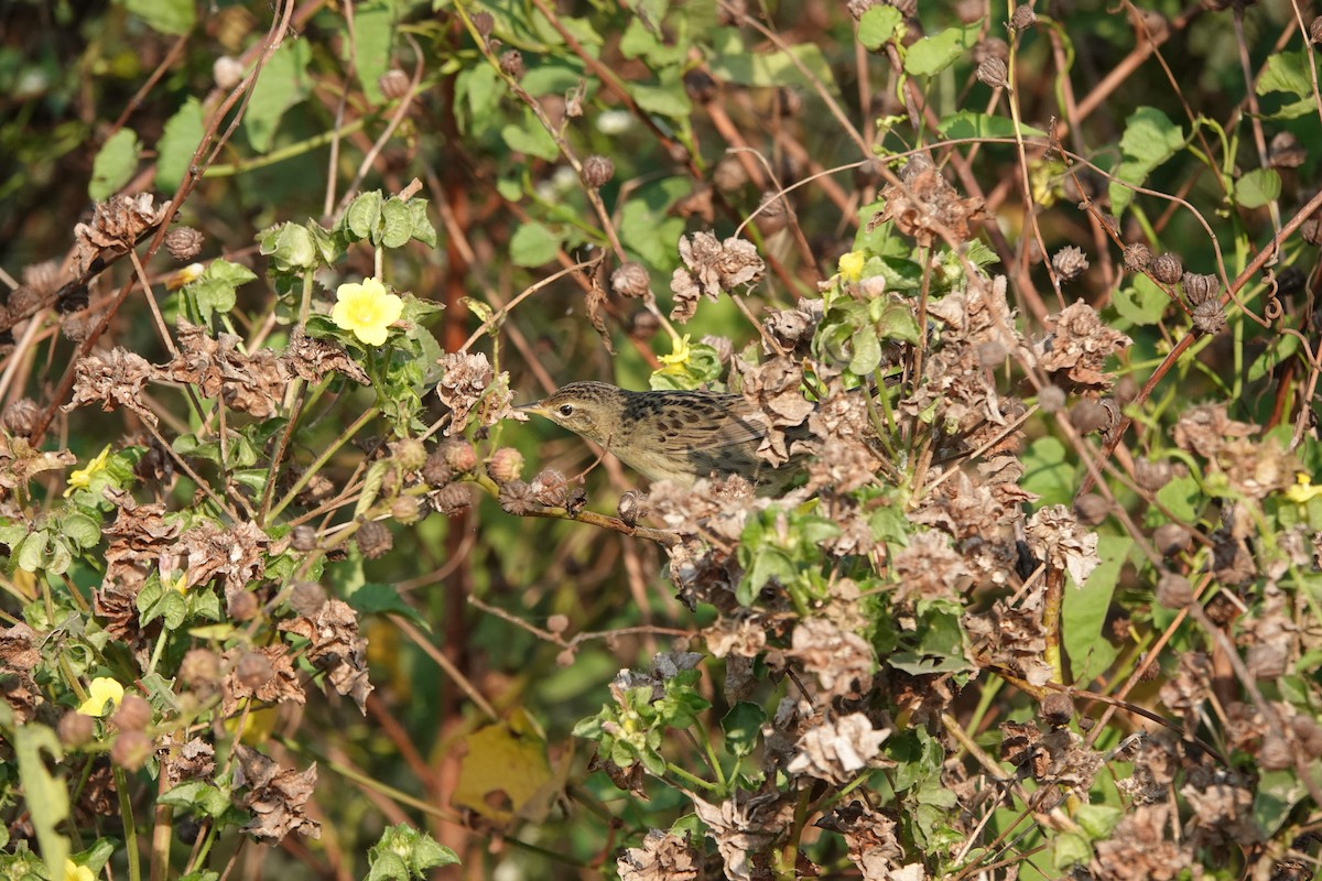 Locustelle tachetée - ML646682520