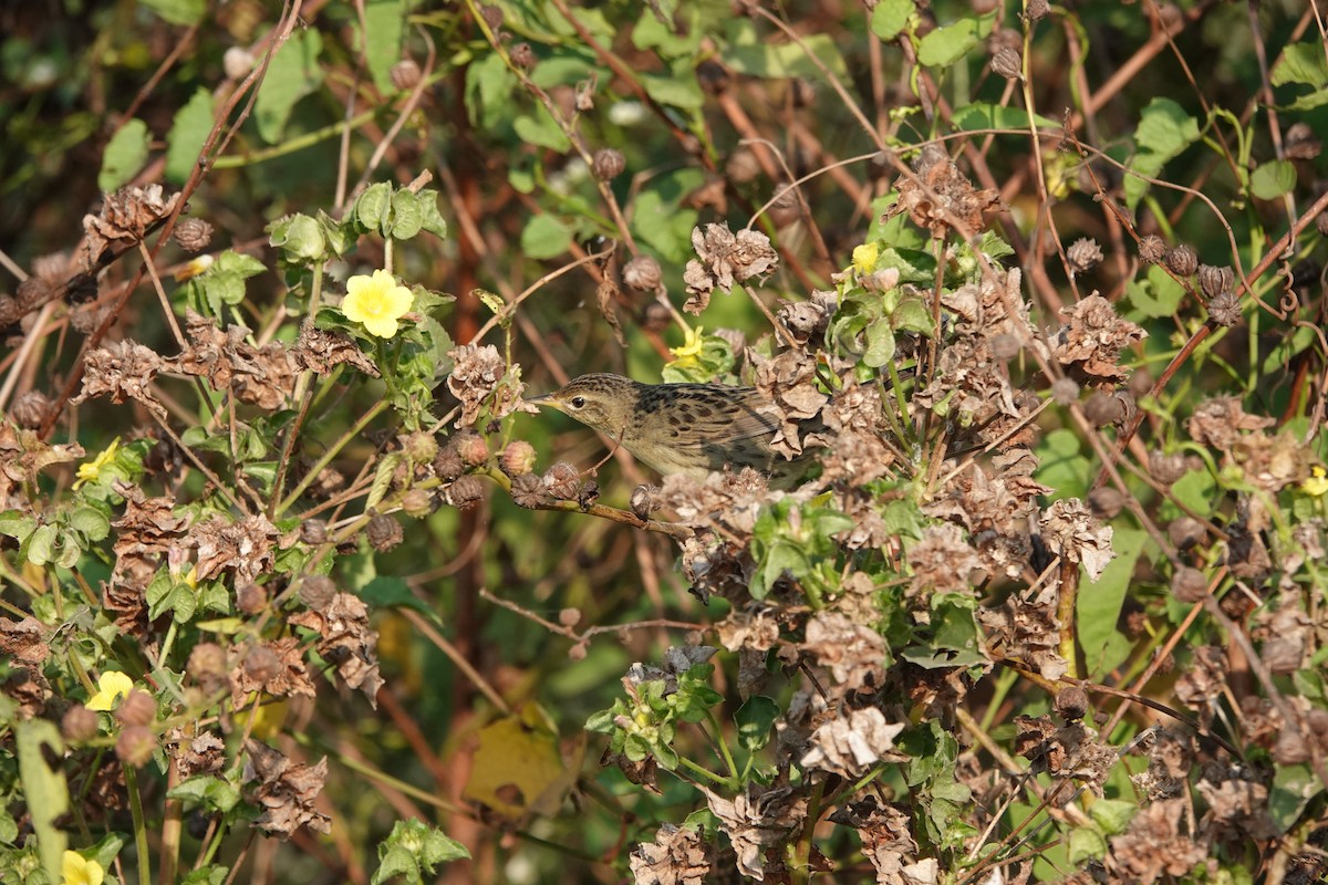 Locustelle tachetée - ML646682521