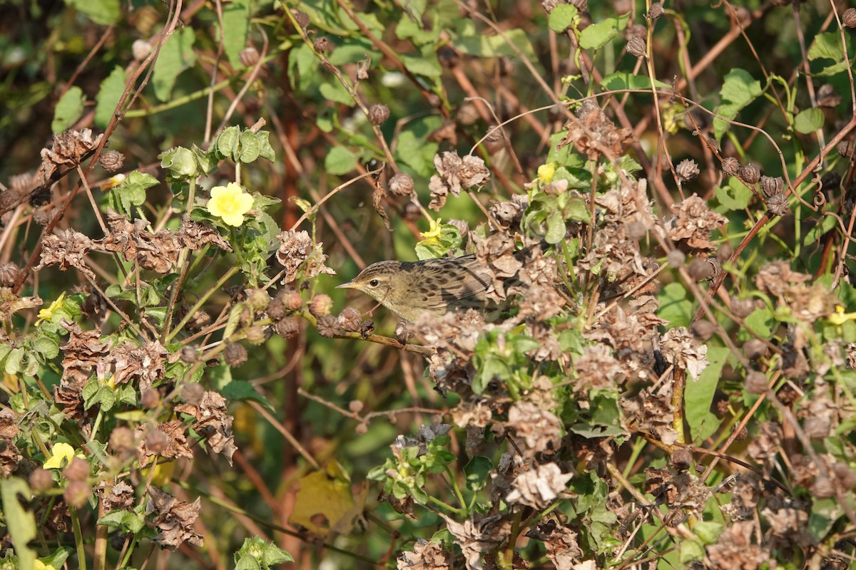 Locustelle tachetée - ML646682522