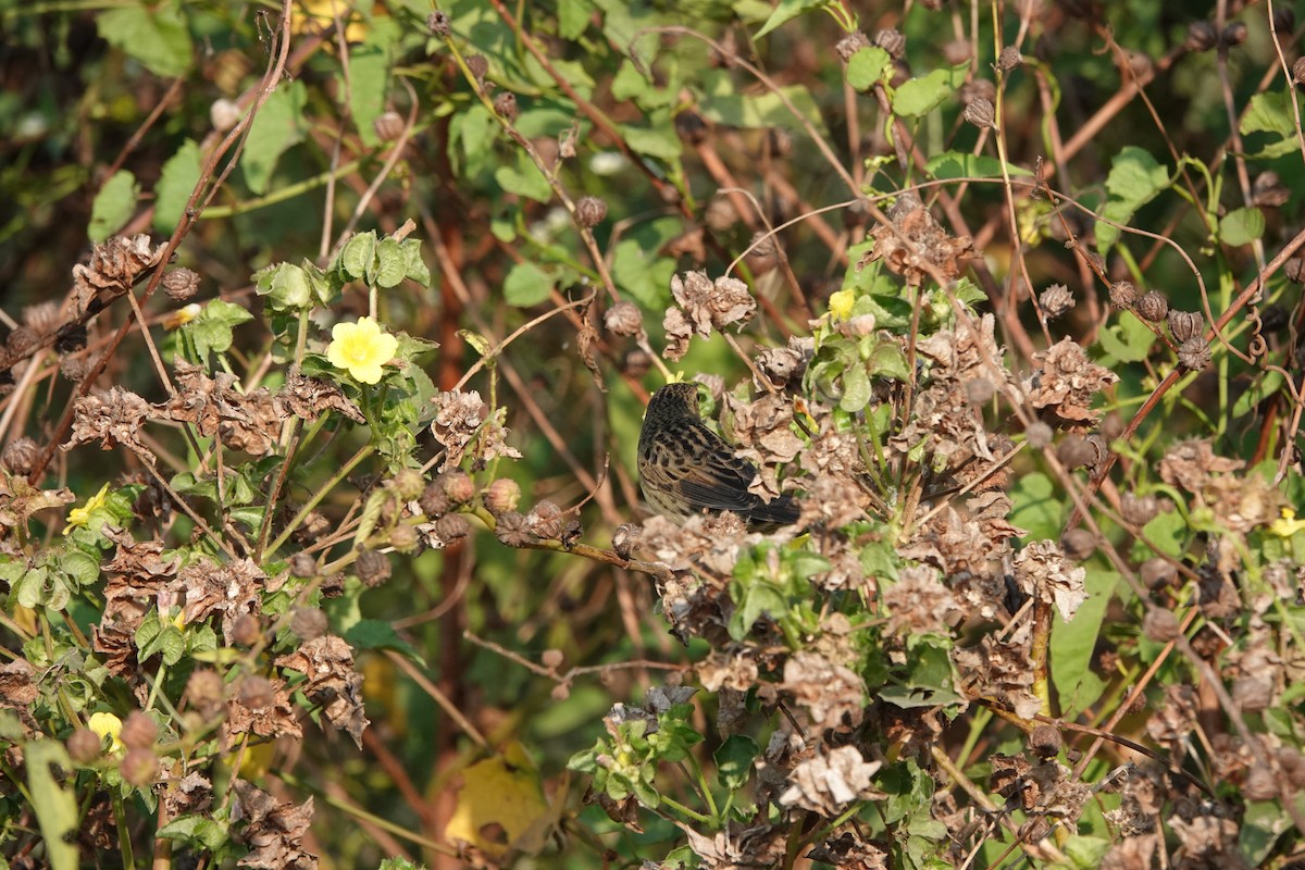 Locustelle tachetée - ML646682523