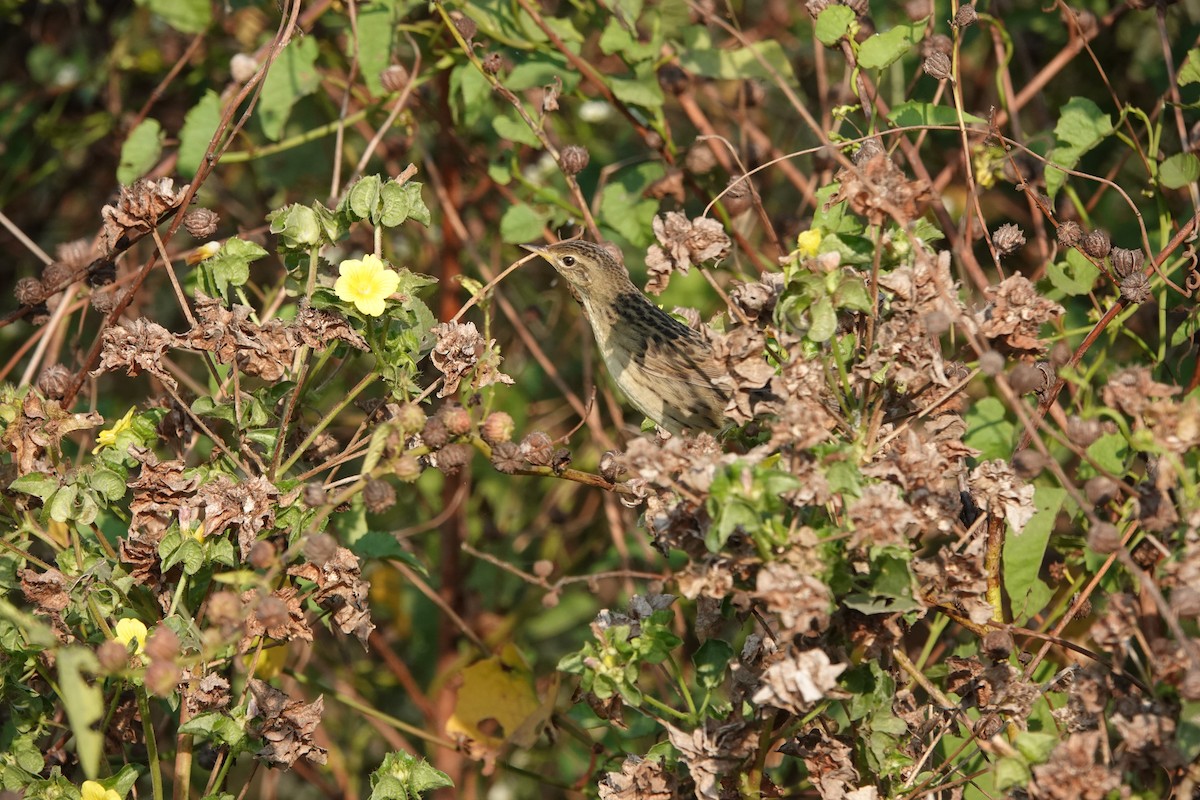Locustelle tachetée - ML646682524