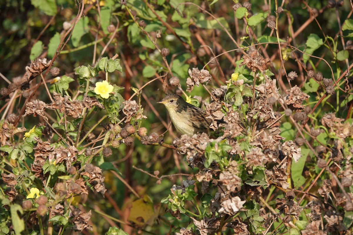 Locustelle tachetée - ML646682525