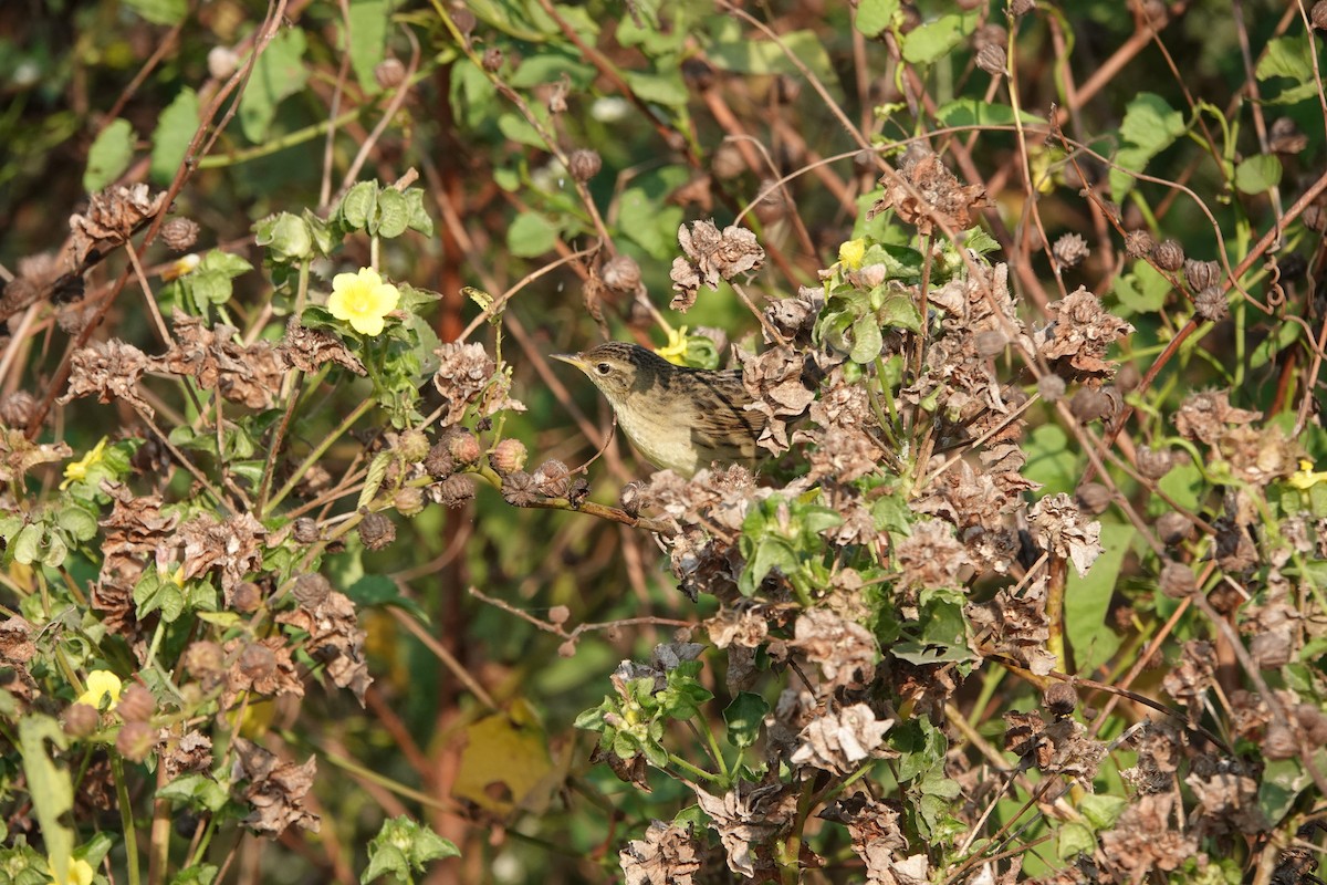 Locustelle tachetée - ML646682526