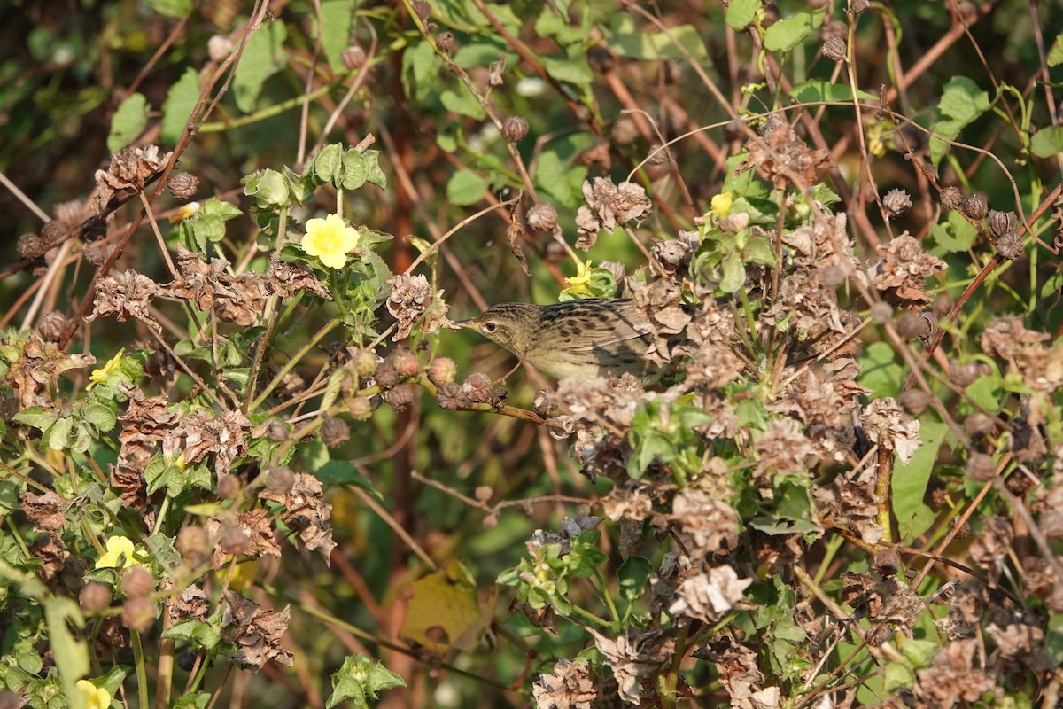 Locustelle tachetée - ML646682527