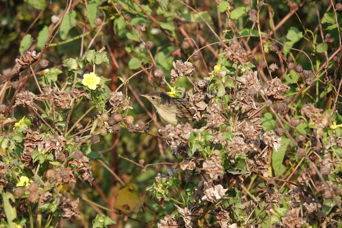 Locustelle tachetée - ML646682528