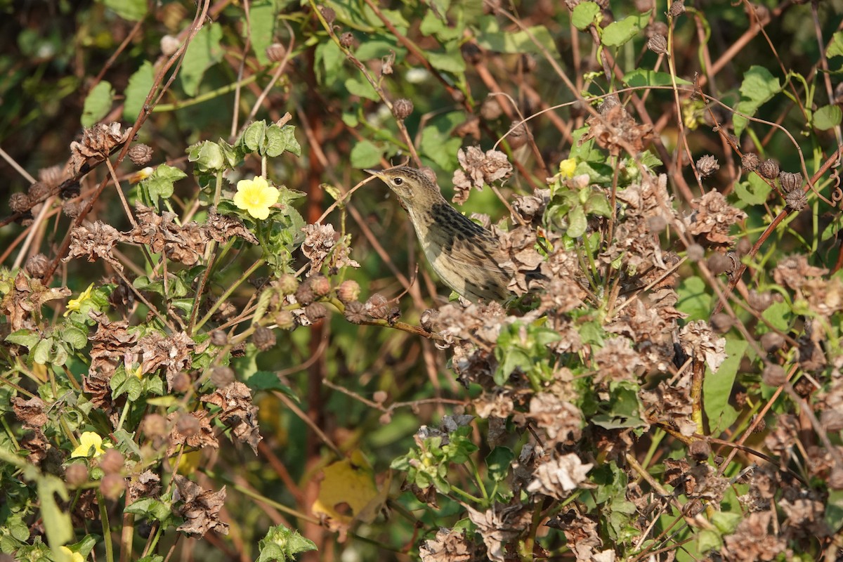 Locustelle tachetée - ML646682529