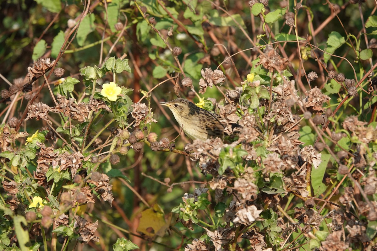 Locustelle tachetée - ML646682530