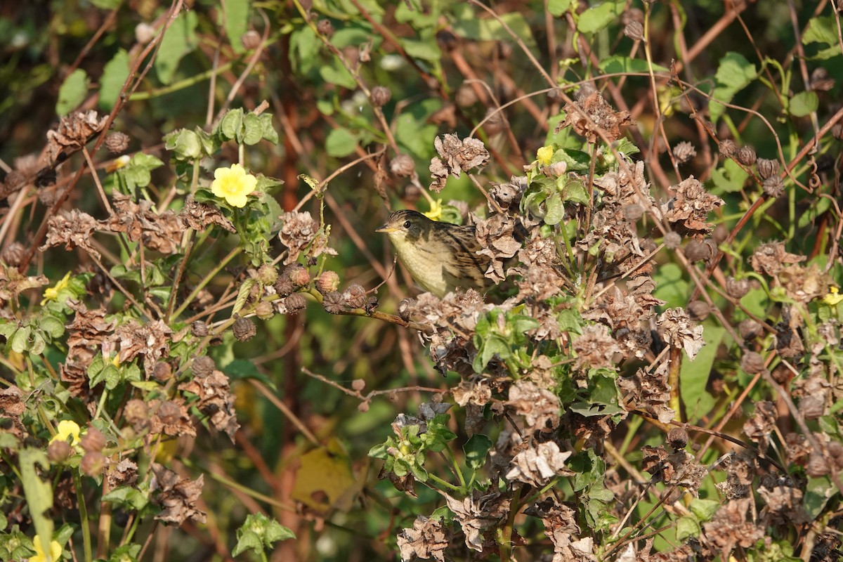 Locustelle tachetée - ML646682532