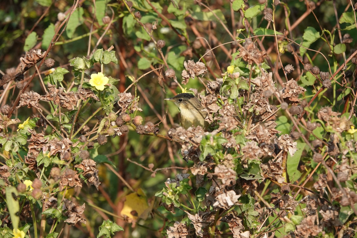 Locustelle tachetée - ML646682533