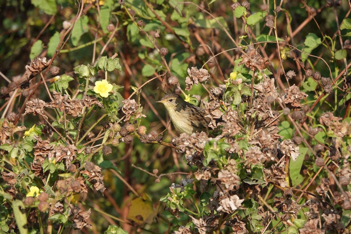 Locustelle tachetée - ML646682534
