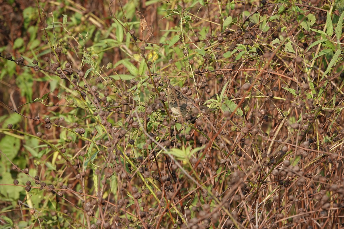 Locustelle tachetée - ML646682536