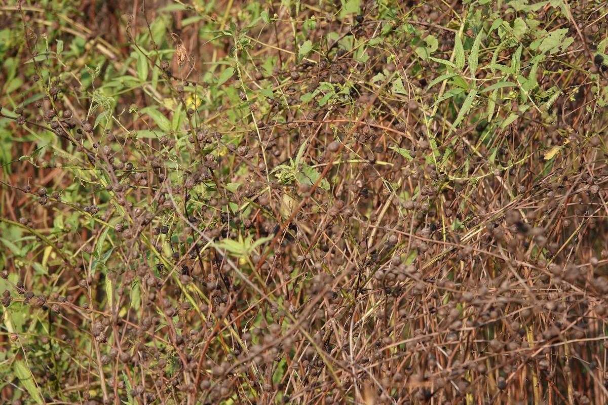 Locustelle tachetée - ML646682539