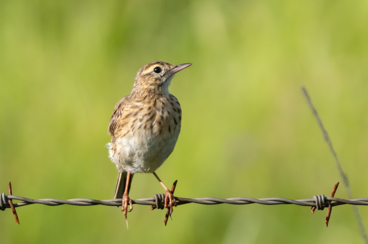 Australian Pipit - ML646682541