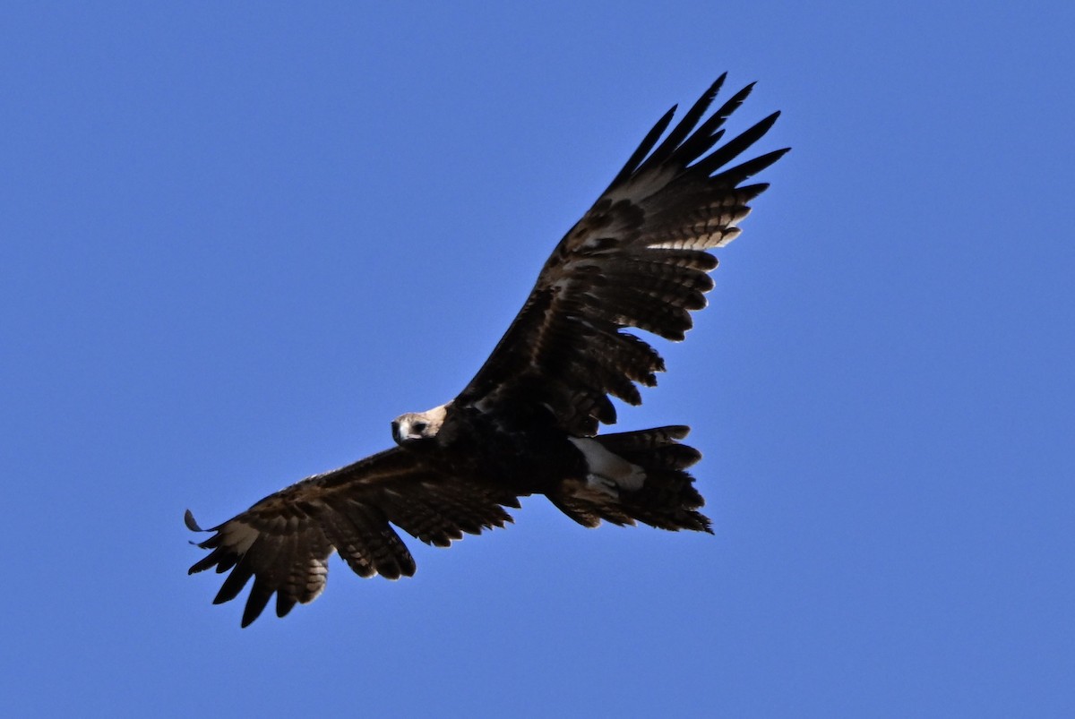 Орел австралійський - ML646682543