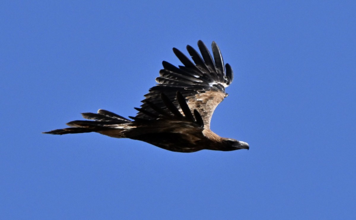 Орел австралійський - ML646682545