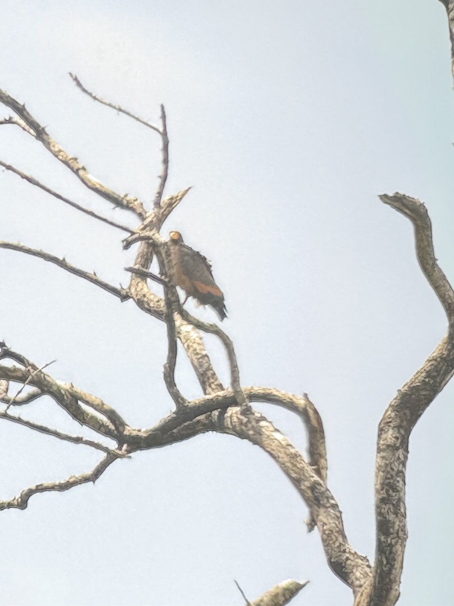 Rotbauchbussard - ML646682546