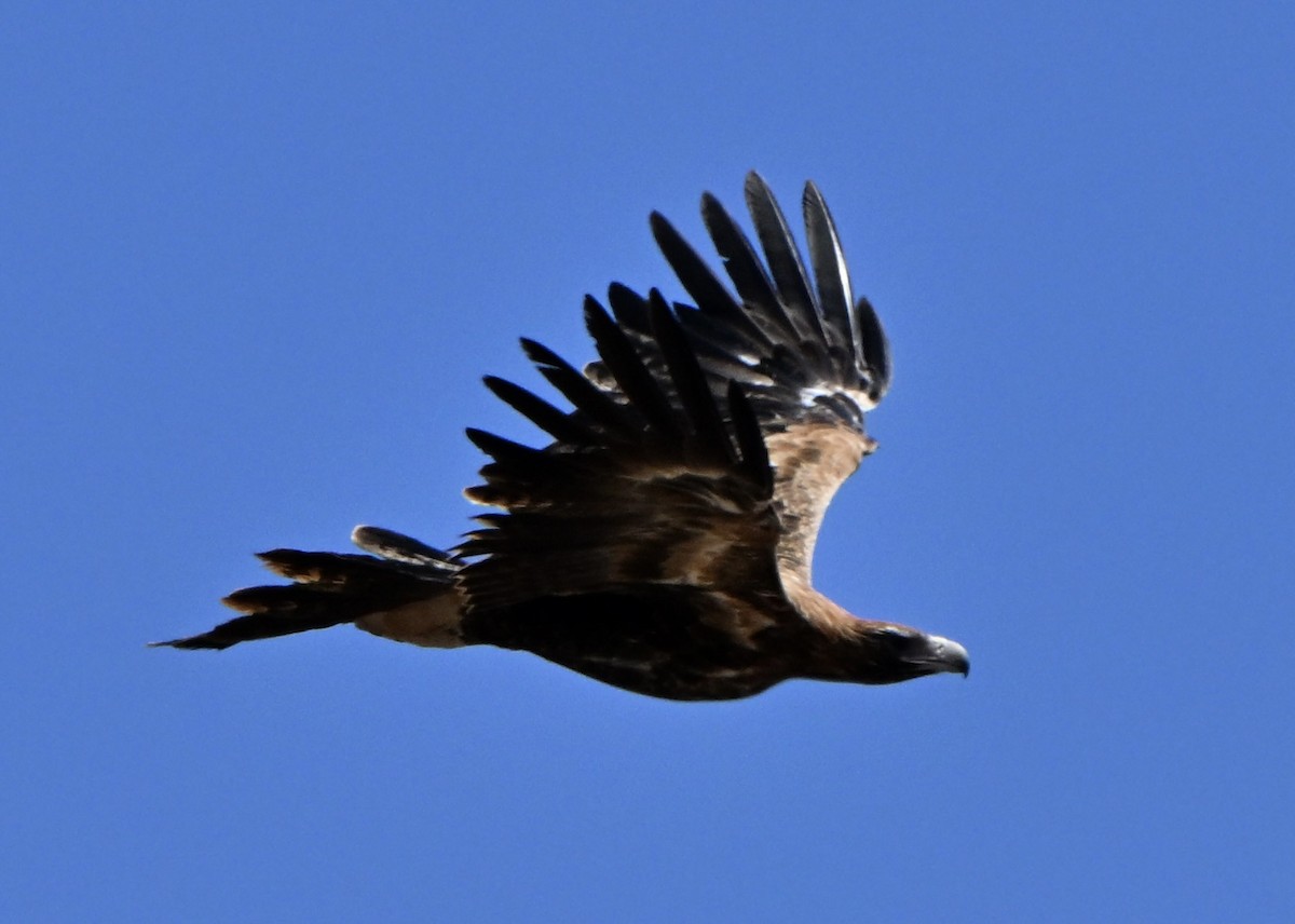 Орел австралійський - ML646682547