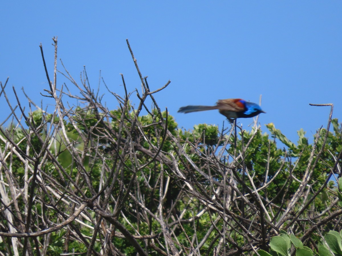 Variegated Fairywren - ML646682548