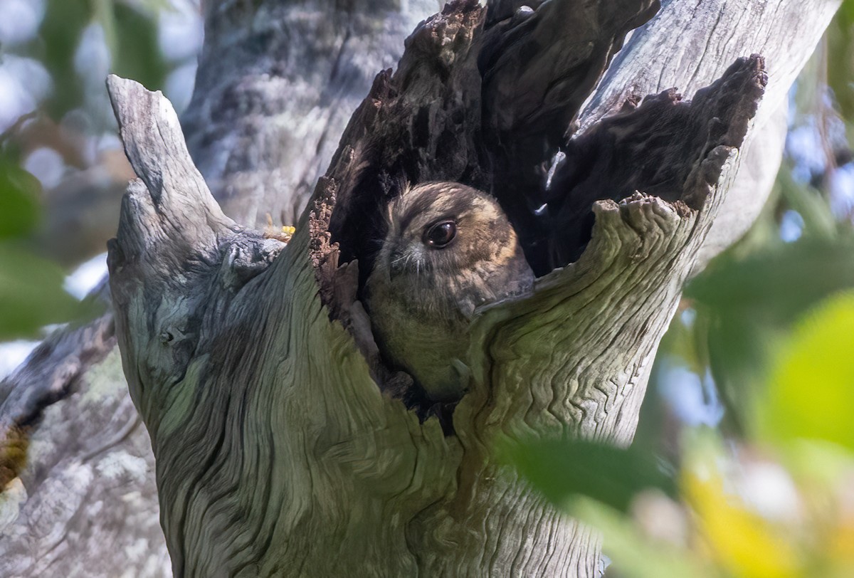 Australian Owlet-nightjar - ML646682549