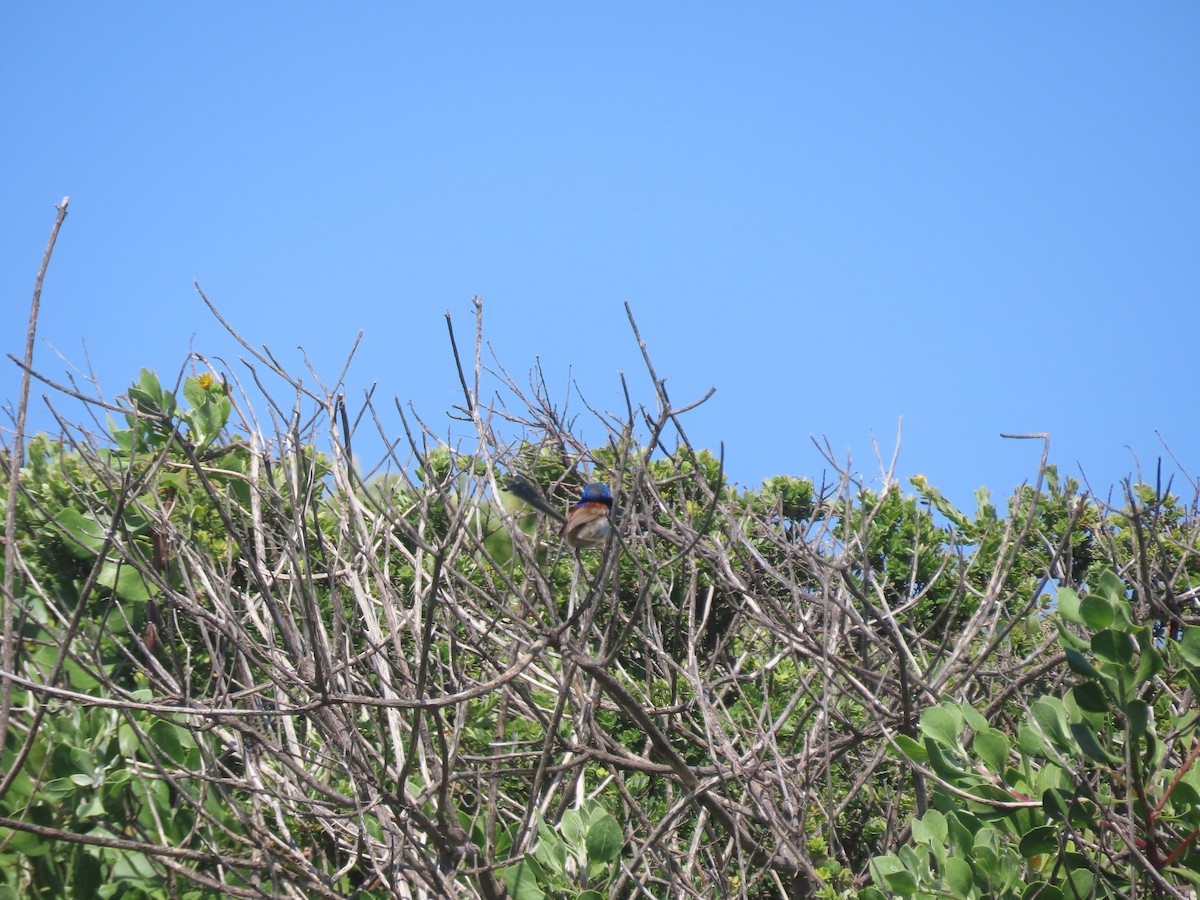 Variegated Fairywren - ML646682550