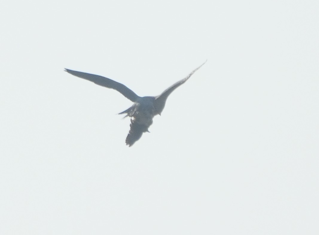 遊隼 - ML646682556