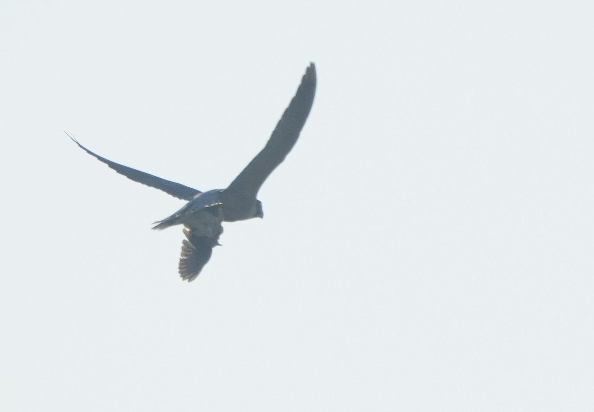 遊隼 - ML646682558