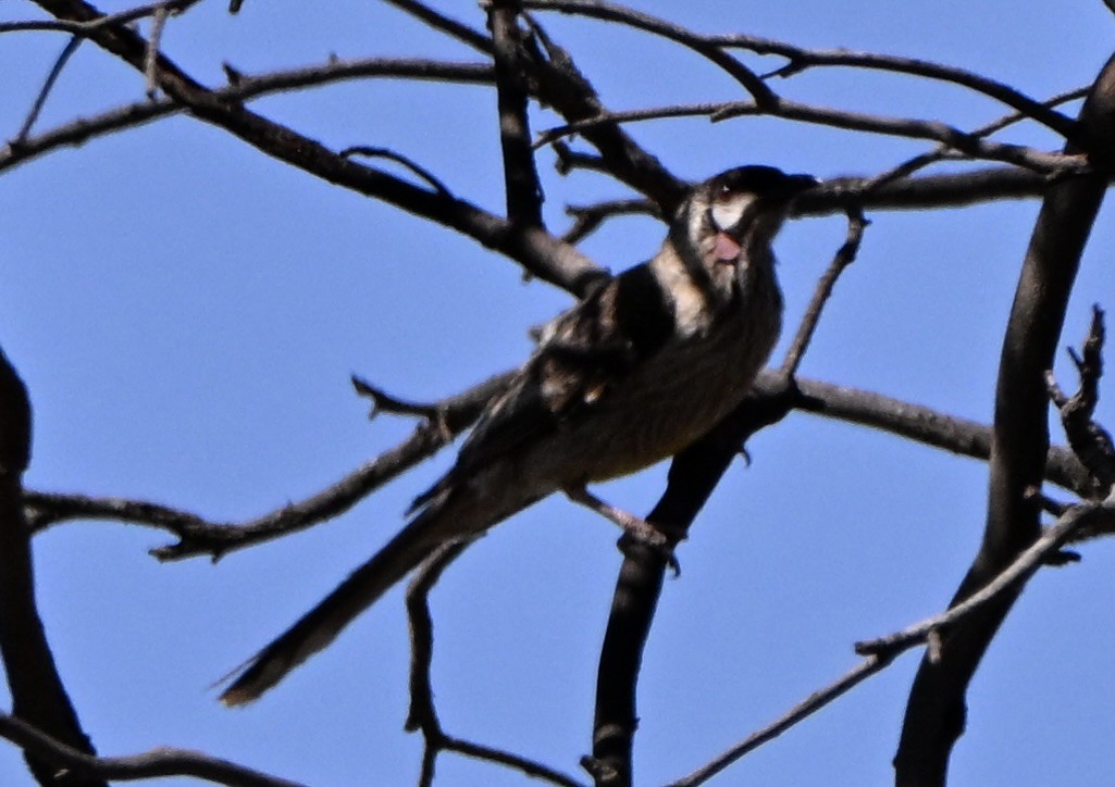 Медолюб-сережник середній - ML646682559