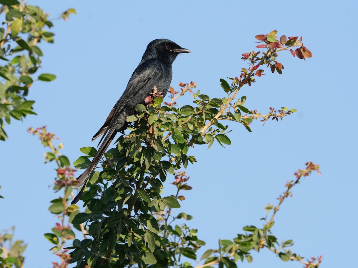 Black Drongo - ML646682560