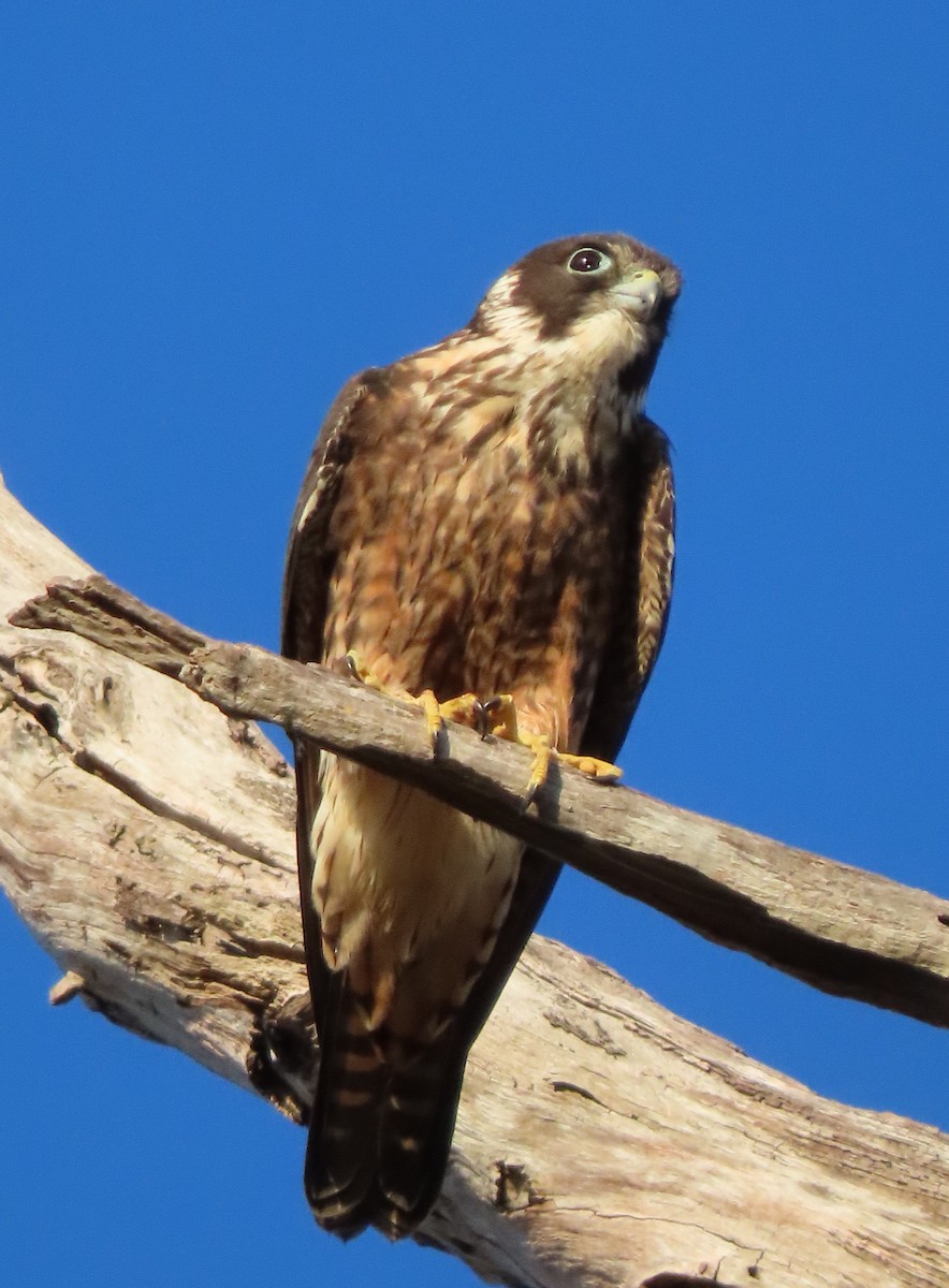 Australian Hobby - ML646682564