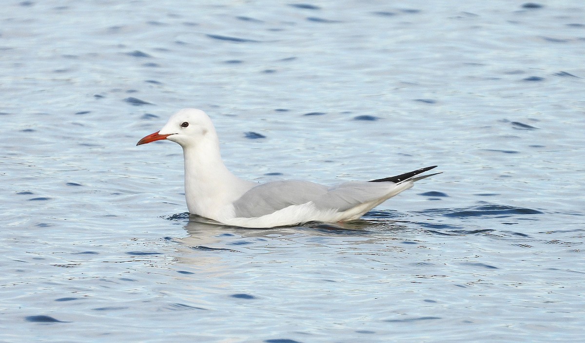 Antxeta mokozorrotza - ML646682565