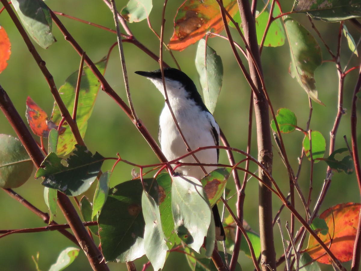 White-winged Triller - ML646682570