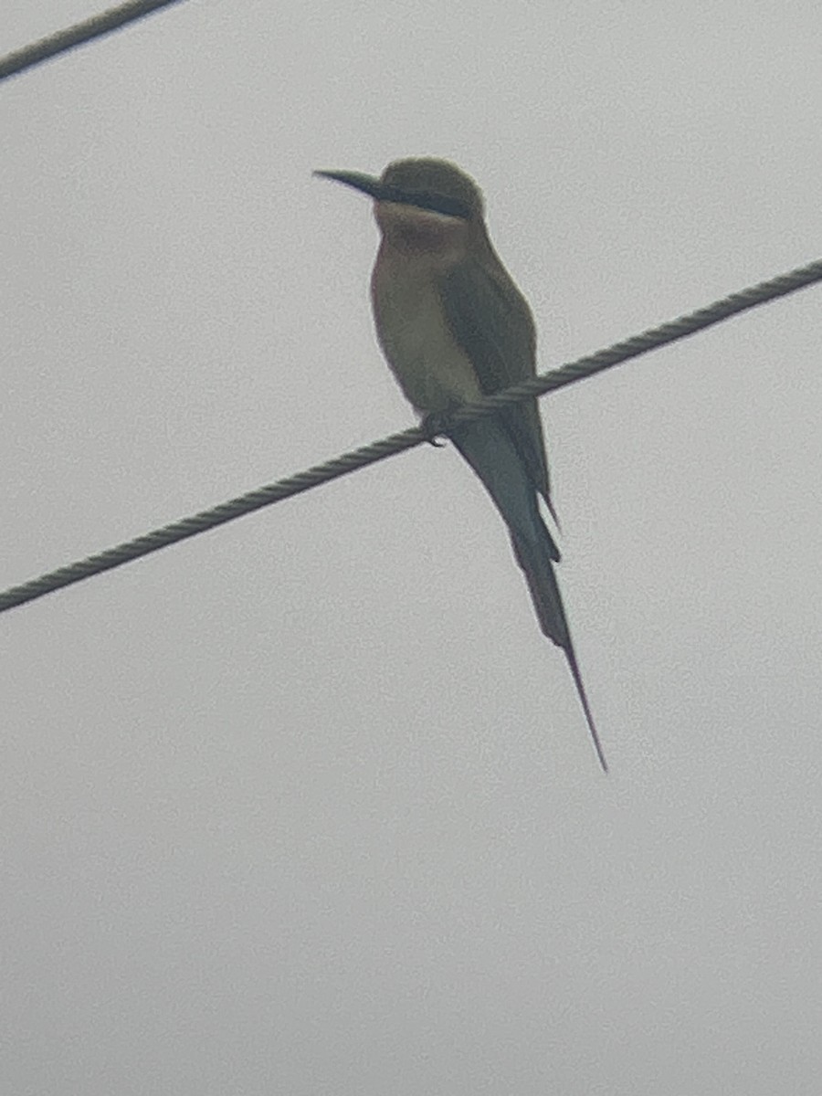 Blue-tailed Bee-eater - ML646682572