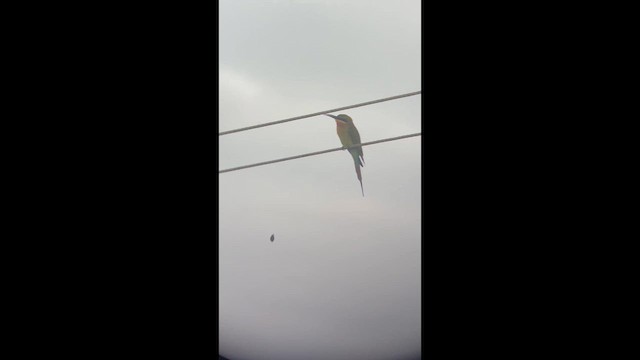 Бджолоїдка синьохвоста - ML646682573