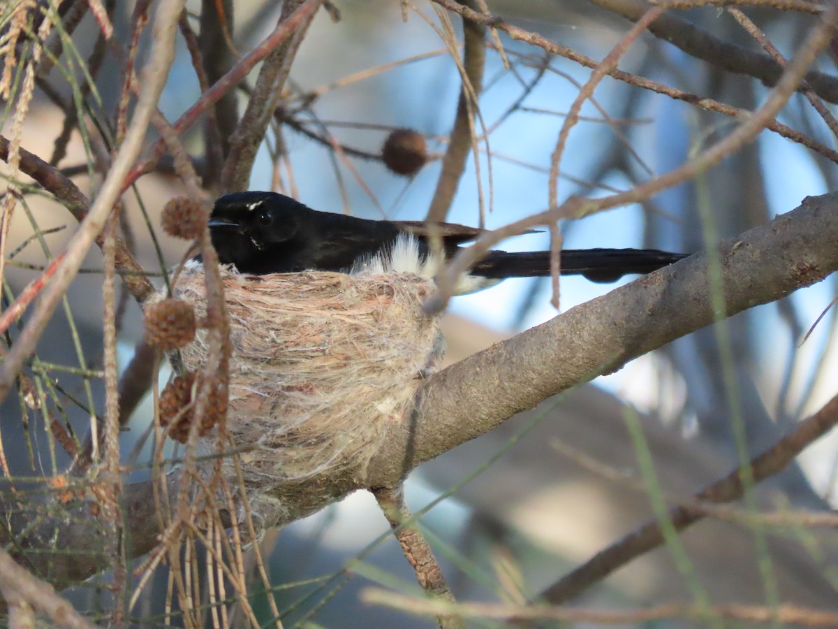 Willie-wagtail - ML646682575