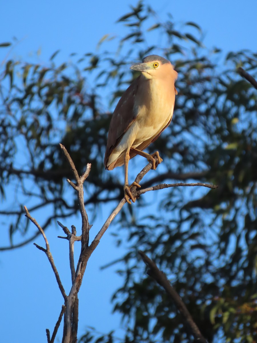 Nankeen Night Heron - ML646682579