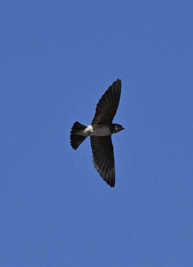 Ясківка лісова - ML646682590