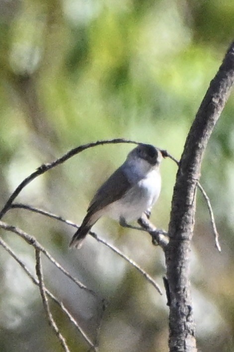 Шиподзьоб широкохвостий - ML646682591