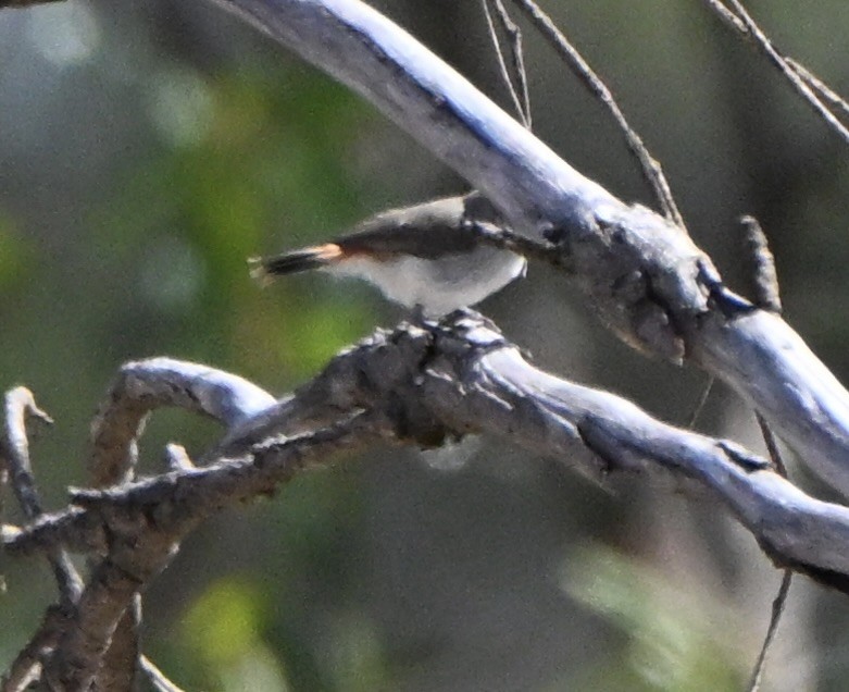 Шиподзьоб рудогузий - ML646682592