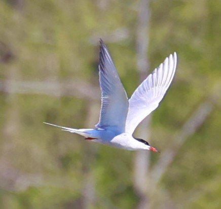 Common Tern - ML646682593